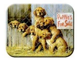 Tuftop Tempered Glass Kitchen Board, Artist Collection - Puppies for S