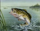 Tuftop Tempered Glass Kitchen Board, Wildlife Collection - Bass Medium