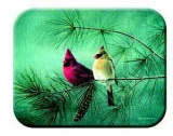 Tuftop Tempered Glass Kitchen Board, Artist Collection - Cardinals & W