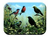 Tuftop Tempered Glass Kitchen Board, Wildlife Collection - Blackbird &