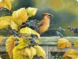 Tuftop Tempered Glass Kitchen Board, Artist Collection - Cedar Waxwing