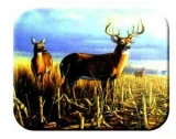 Tuftop Tempered Glass Kitchen Board, Wildlife Collection - Deer, Local