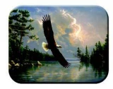 Tuftop Tempered Glass Kitchen Board, Wildlife Collection - Eagle Mediu