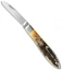 Case Teardrop Jack Knife 3.5" Bone Stag (6.51028 SS)  65308